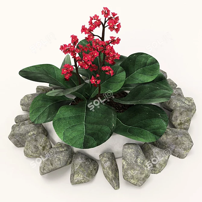 Heartleaf Bistort: Long-lasting Perennial Model 3D model image 1