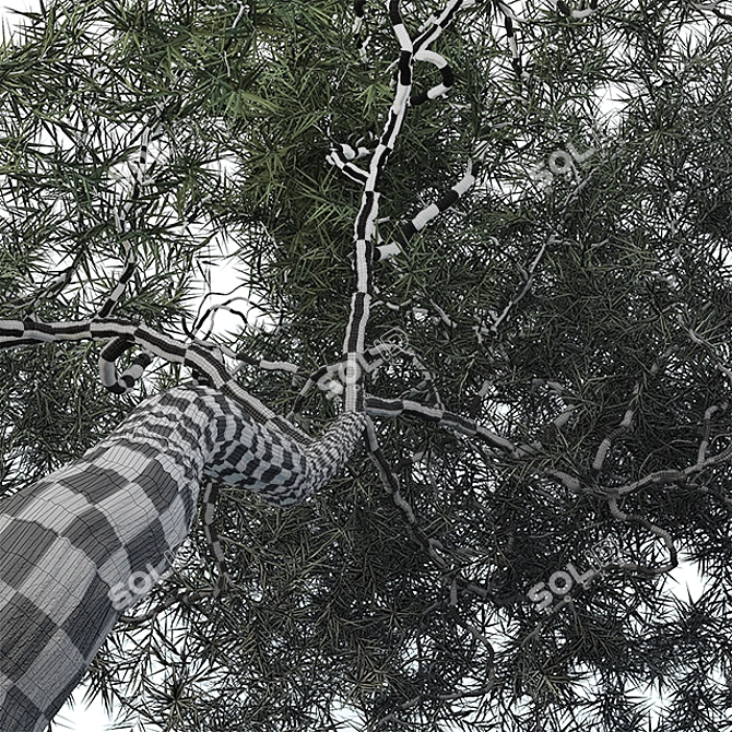 6m Acacia Tree: Elegant and Heighty 3D model image 2