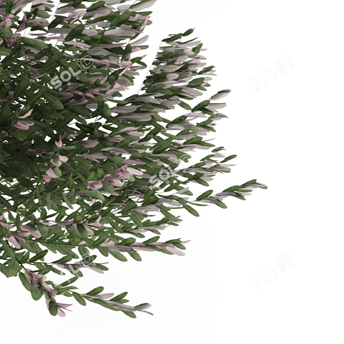 Compact Colorful Willow Bush 3D model image 2