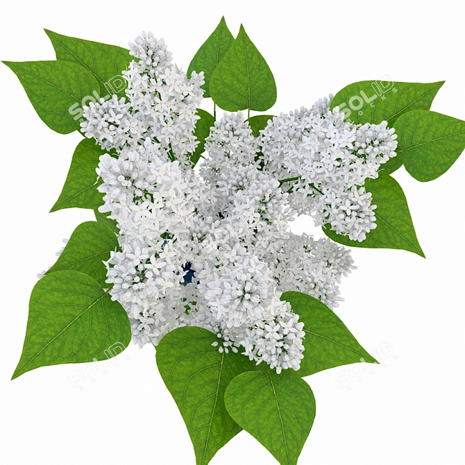 Ethereal White Lilac Bouquet 3D model image 3