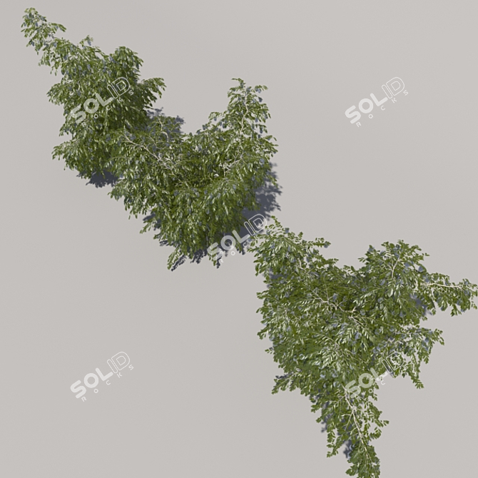 Blooming Bush Trio 3D model image 3