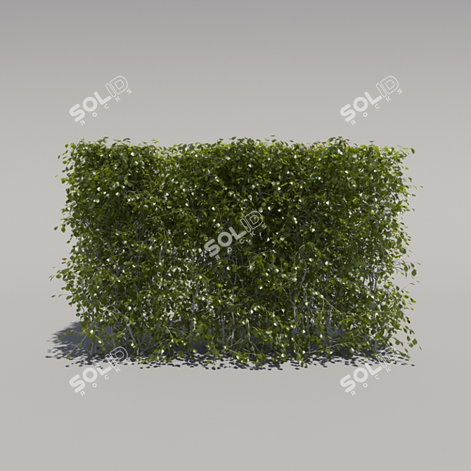 Trimmed Low Bush 3D model image 1