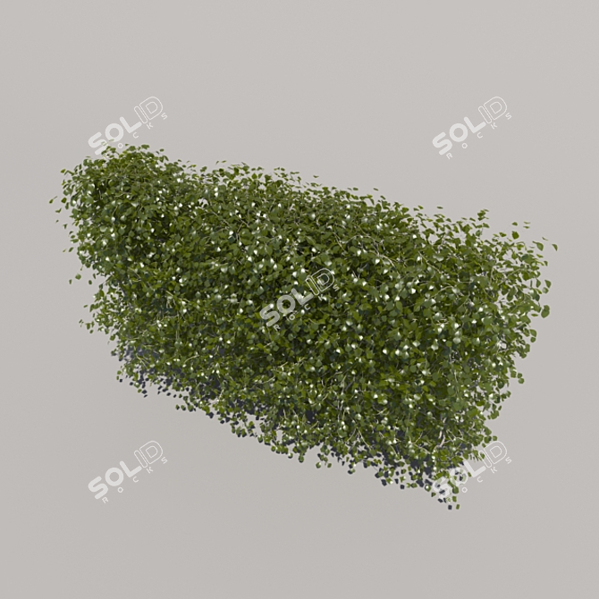 Trimmed Low Bush 3D model image 3