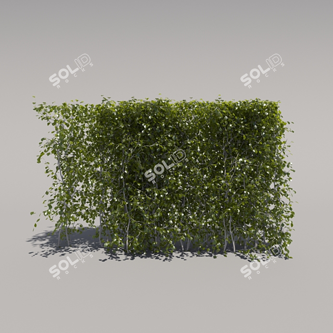 Compact Low Bush - 2nd Iteration 3D model image 1