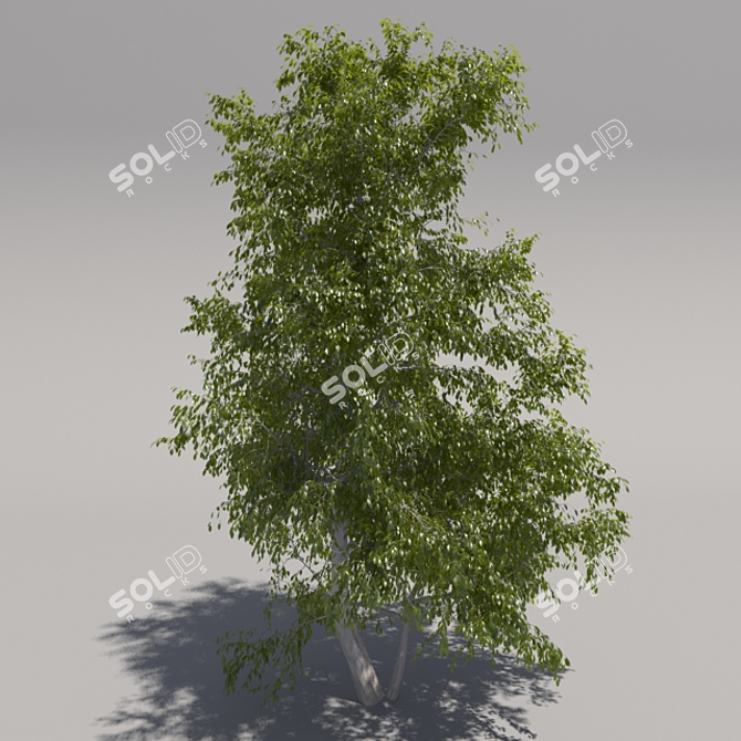 Giant Tree: Geometric Foliage 3D model image 1