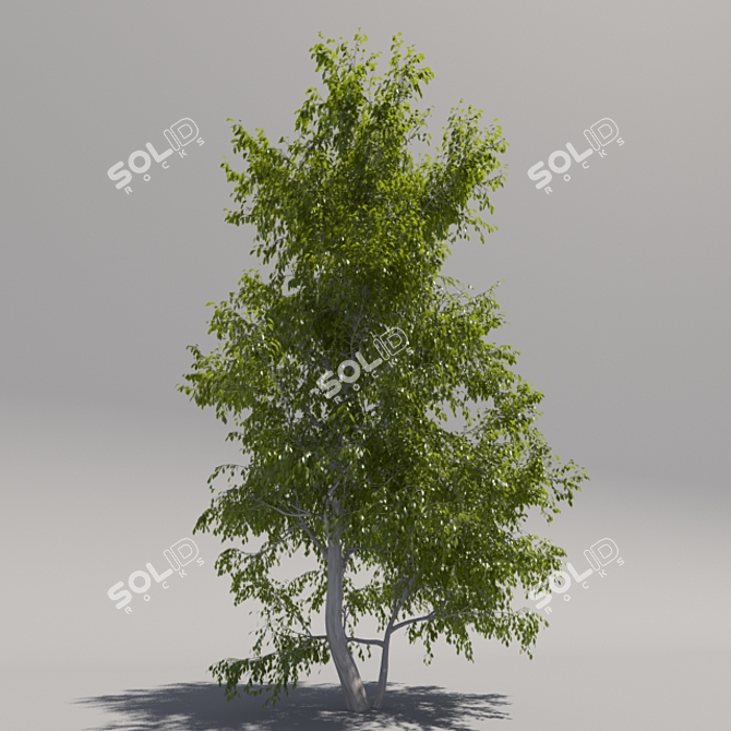 Giant Tree: Geometric Foliage 3D model image 2