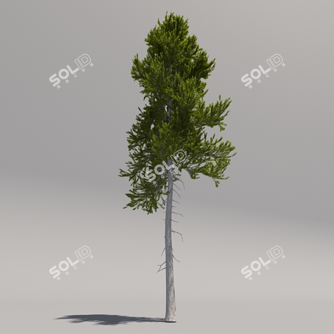 Giant Pine Tree 3D model image 2