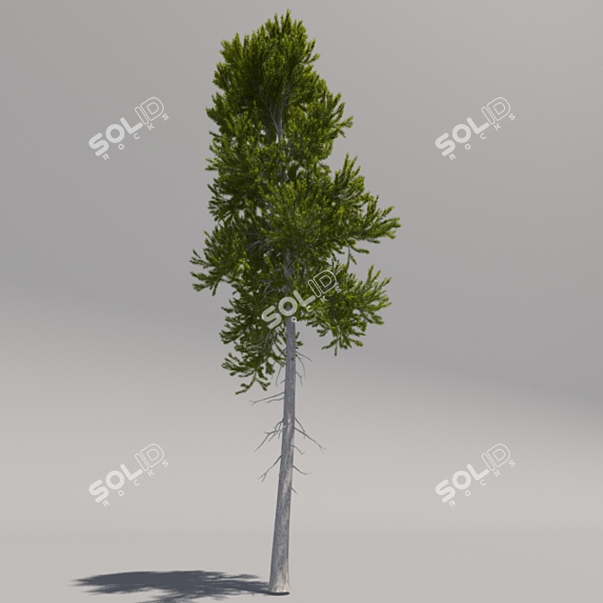 Giant Pine Tree: 3rd Edition 3D model image 2