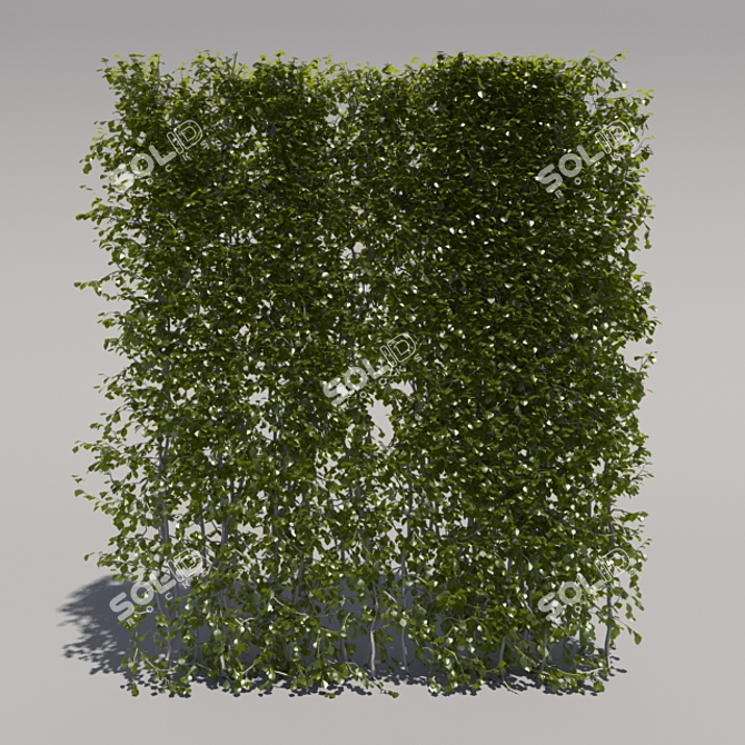 Trimmed Bush, Tall & Sleek 3D model image 1