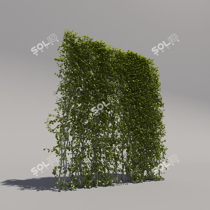 Trimmed Bush, Tall & Sleek 3D model image 2