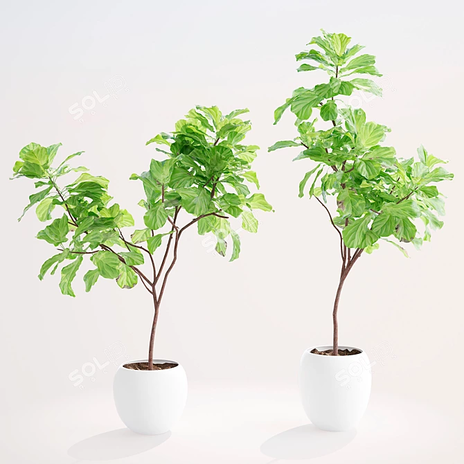 Elegant Ficus Lyrata Plant Accent 3D model image 1