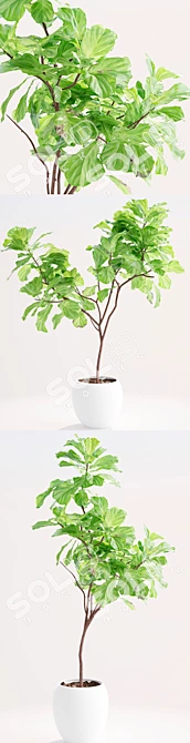 Elegant Ficus Lyrata Plant Accent 3D model image 3