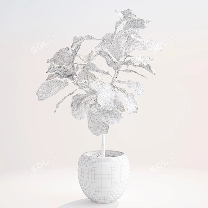 Lush Ficus Lyrata Plant 3D model image 2