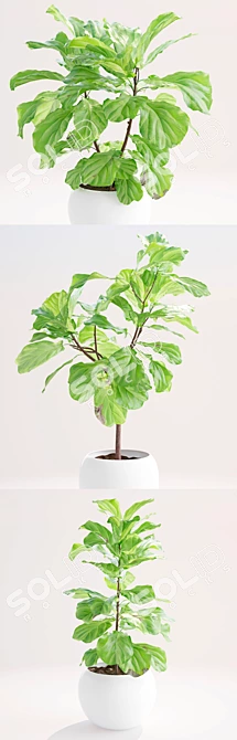 Lush Ficus Lyrata Plant 3D model image 3