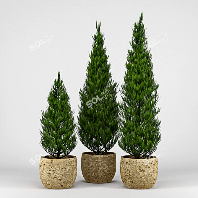 Realistic Thuja Tree 3D Model 3D model image 1