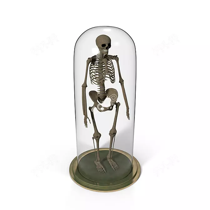 Skeletal Wonder: Miniature Human Model 3D model image 1