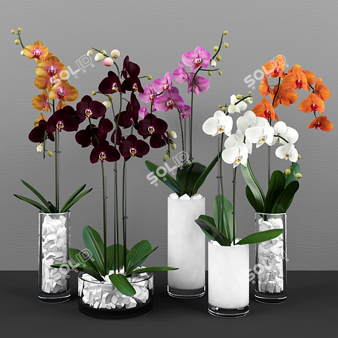 Phalaenopsis Orchid Set - 5 Varieties in Pots 3D model image 1