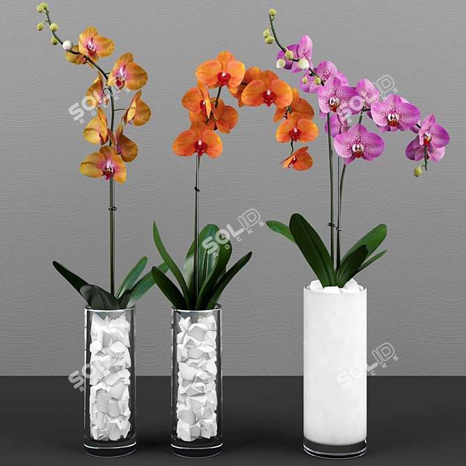 Phalaenopsis Orchid Set - 5 Varieties in Pots 3D model image 3