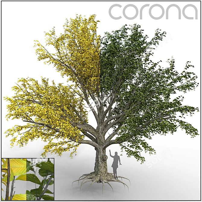 Large Leaf Beech Tree 3D Model 3D model image 1