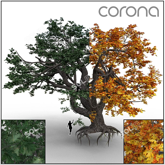 Versatile Tree 3D Model 3D model image 1