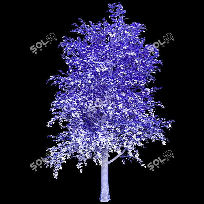 Linden Tree 3D Model - High Quality 3D model image 2