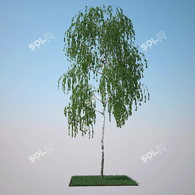 Birch Model: Perfect for Close-ups and Medium Shots 3D model image 1