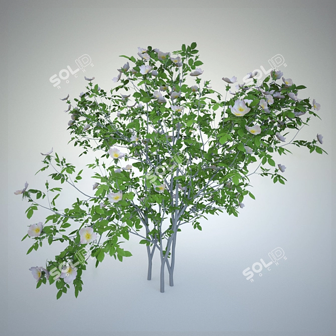 Versatile Rosa Sanina Rosebush 3D model image 1