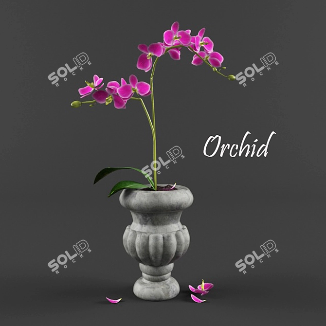 Elegant Orchid in Vase 3D model image 1