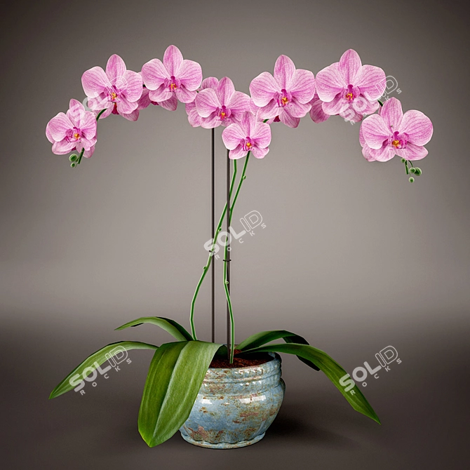 Elegant Phalaenopsis Orchid 3D model image 1