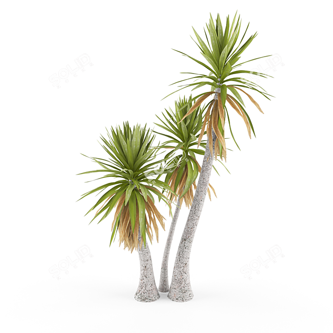 Yucca aloifolia: Stunning Garden Decor 3D model image 1