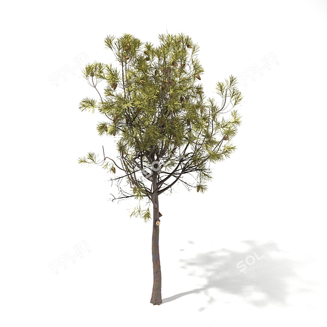 Mediterranean Pine: Young & Versatile 3D model image 1