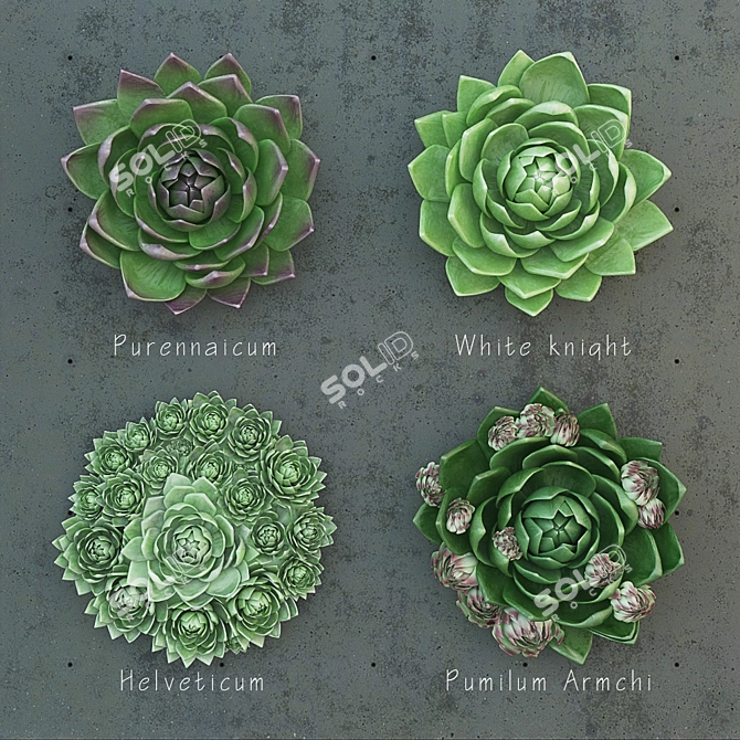 Molodilo Succulent Plant Set 3D model image 1