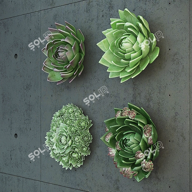 Molodilo Succulent Plant Set 3D model image 2