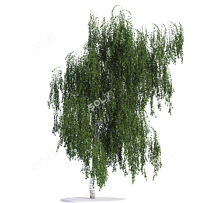 Versatile Birch Tree Model - 3 States 3D model image 1