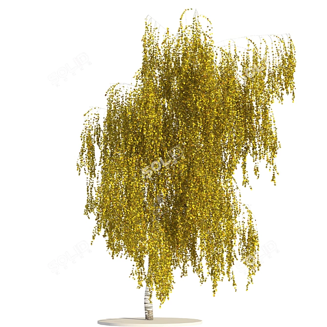 Versatile Birch Tree Model - 3 States 3D model image 2