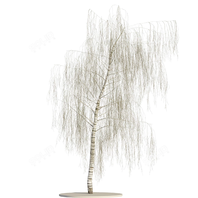 Versatile Birch Tree Model - 3 States 3D model image 3