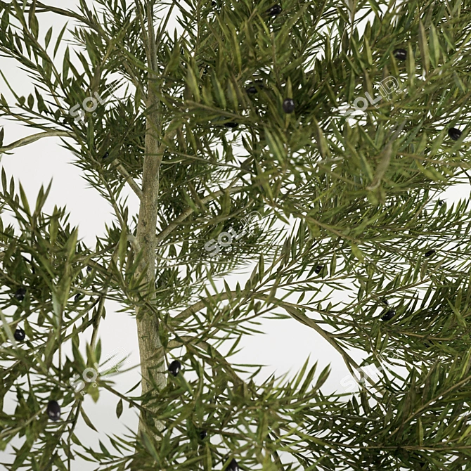  Petite Olive Tree 3D model image 2