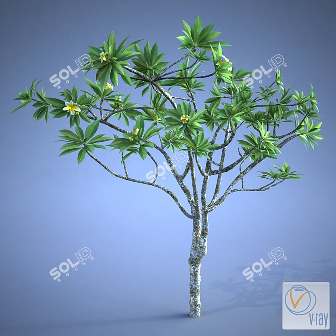 Exquisite Plumeria Plant 3D model image 1