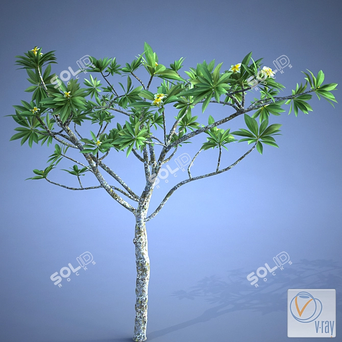 Exquisite Plumeria Plant 3D model image 3