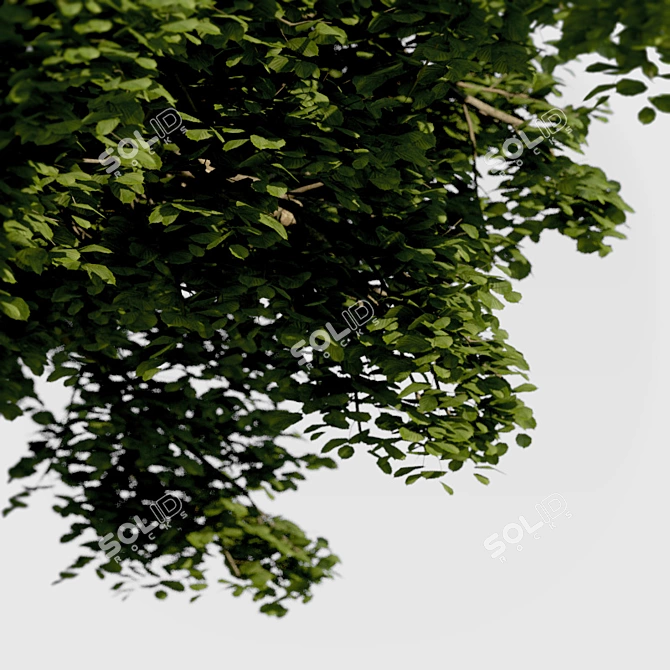 Evergreen Beauty: High-Density Exterior Tree 3D model image 3