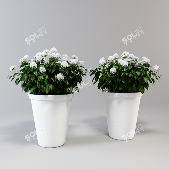 Beautiful Hydrangea Bush in a Large Pot 3D model image 1