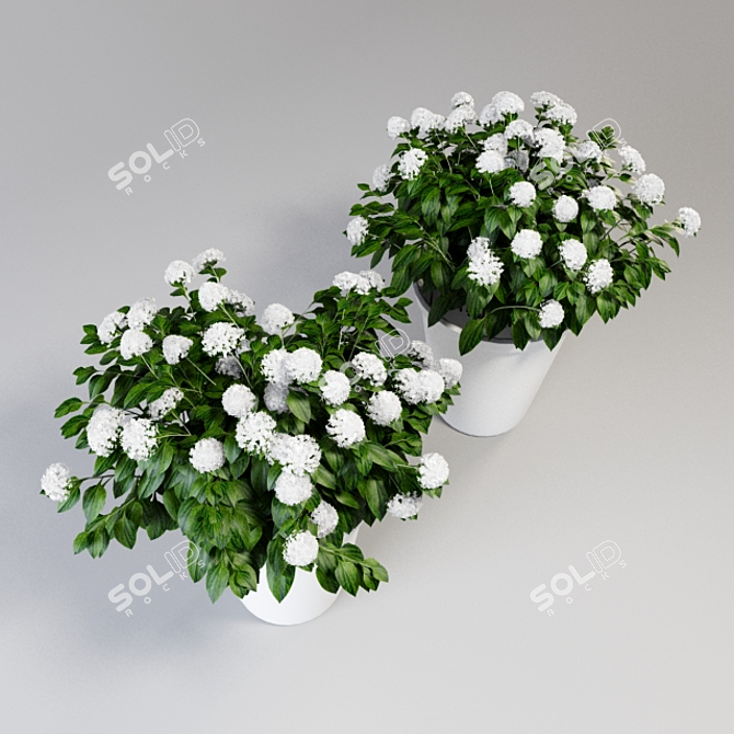 Beautiful Hydrangea Bush in a Large Pot 3D model image 2