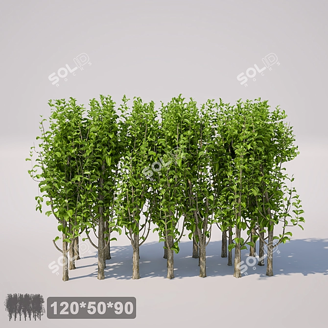 Square Bush, Large and Sturdy 3D model image 1