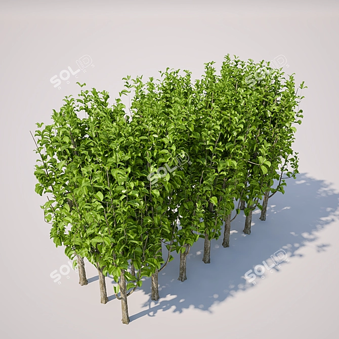 Square Bush, Large and Sturdy 3D model image 2