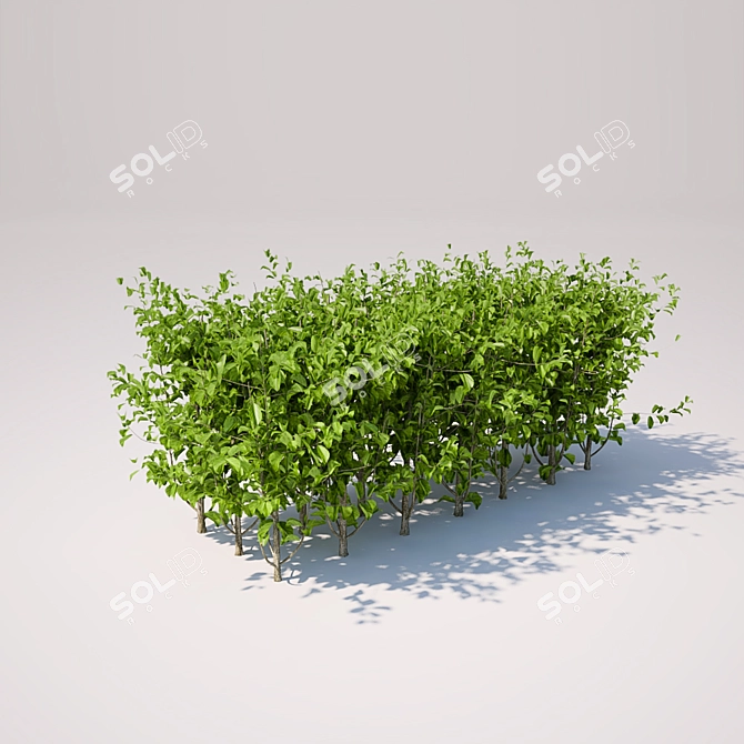 Mini Square Shrub - 120x55x55 3D model image 2