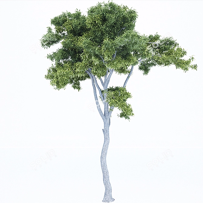 3D Tree Models Vol.1 3D model image 2