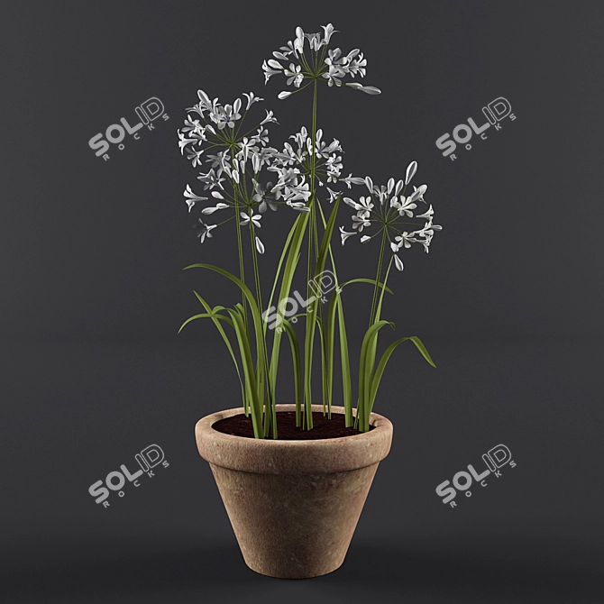 Ornamental Agapanthus in Pot 3D model image 1