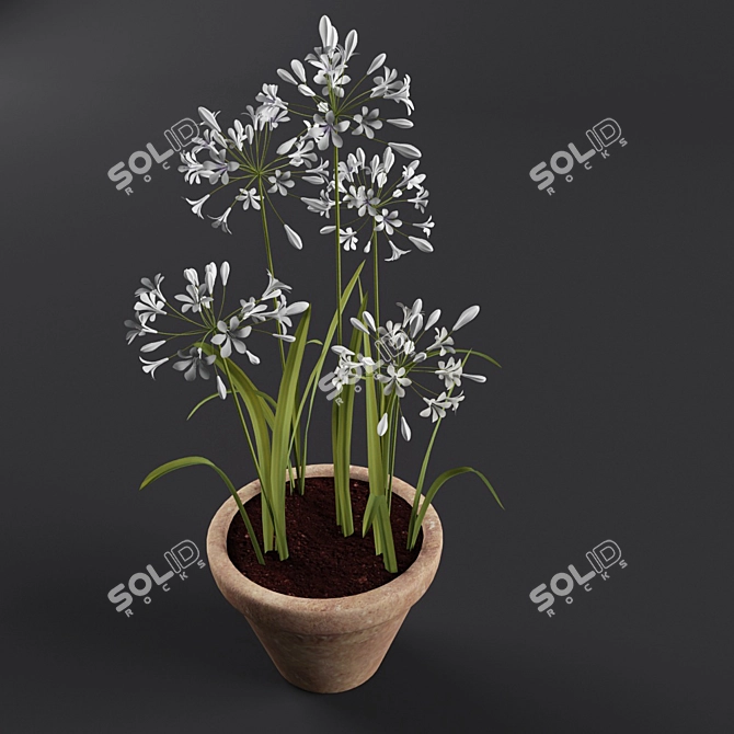 Ornamental Agapanthus in Pot 3D model image 2