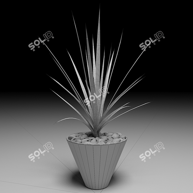 Lush Dracaena Marginata Tree 3D model image 2