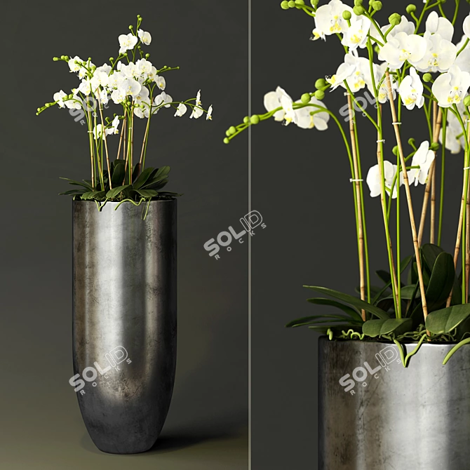 Exquisite Blooming Orchid 3D model image 1